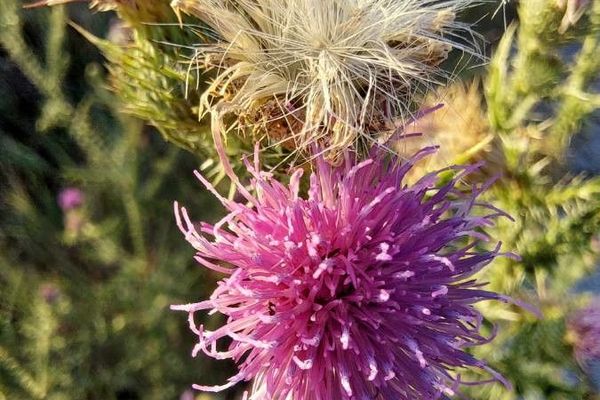 Welted thistle