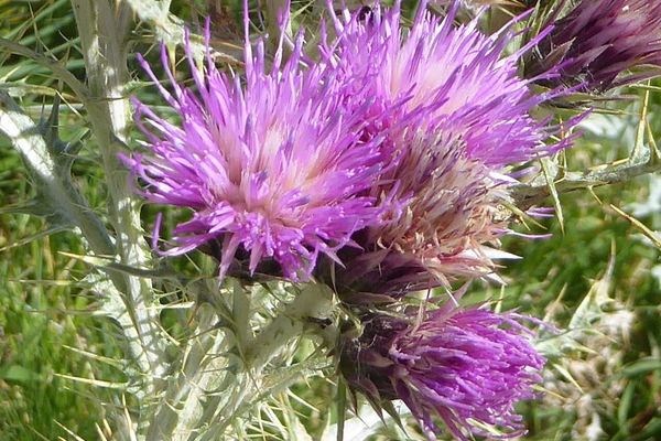 Pyrenean thistle