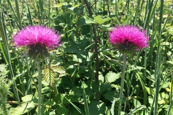 Alpine thistle