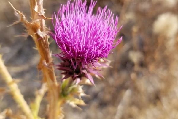 Musk thistle