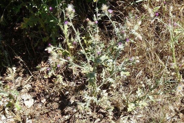 Slender thistle