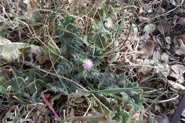 Slender thistle