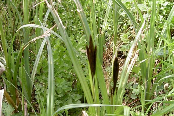 Slender tufted-sedge