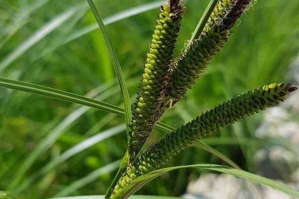 Lesser pond sedge