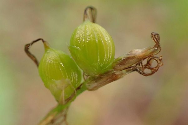 White sedge