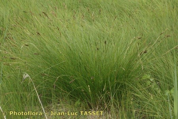 Fibrous tussock sedge