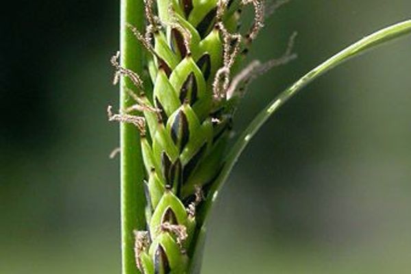 Leafy tussock sedge