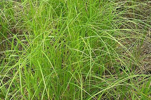 Wheat sedge