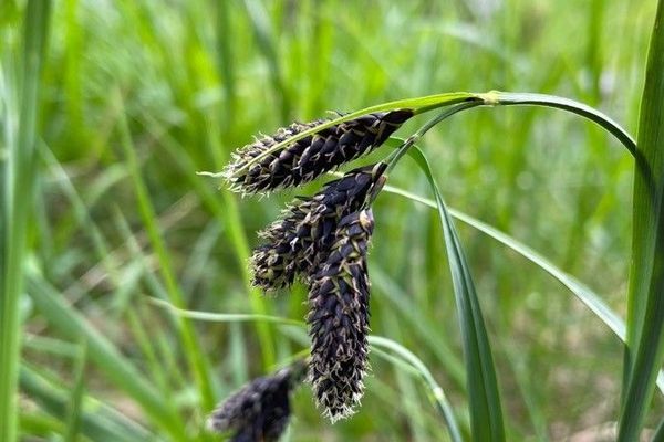 Black alpine sedge