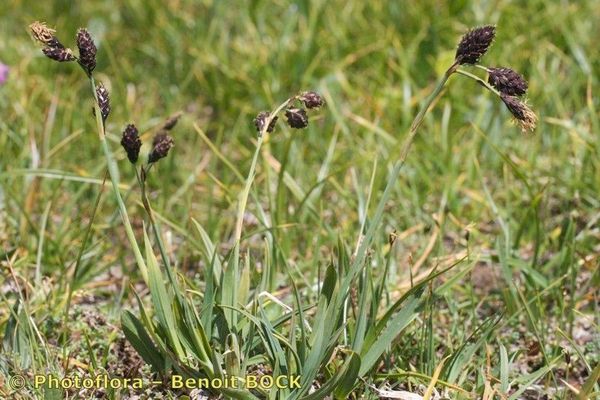 Darkbrown sedge