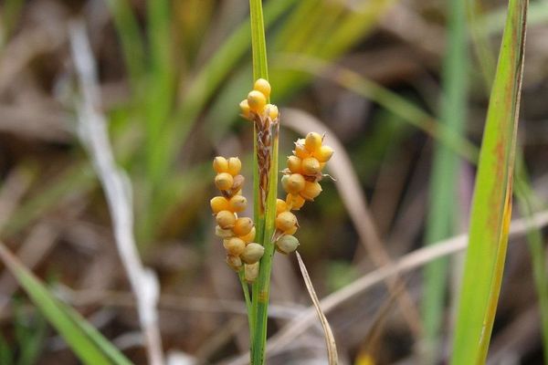 Golden sedge