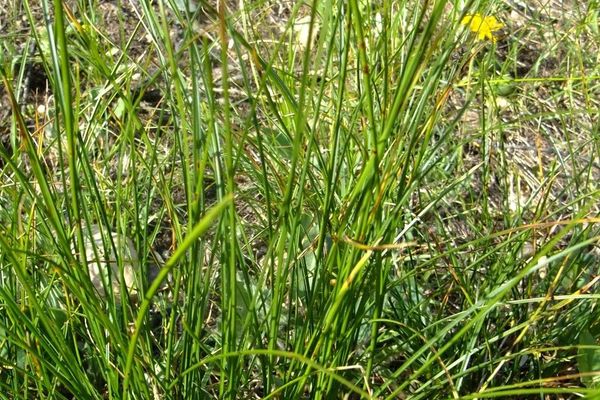 Carex austroalpina