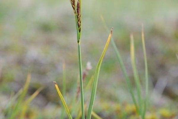 Stiff sedge