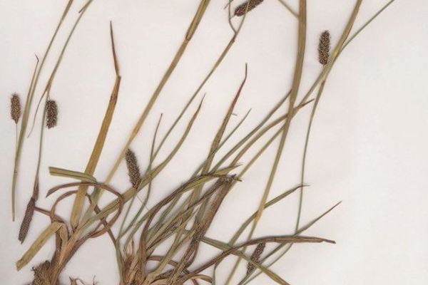 Green-ribbed sedge