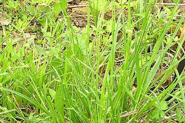 Eastern woodland sedge