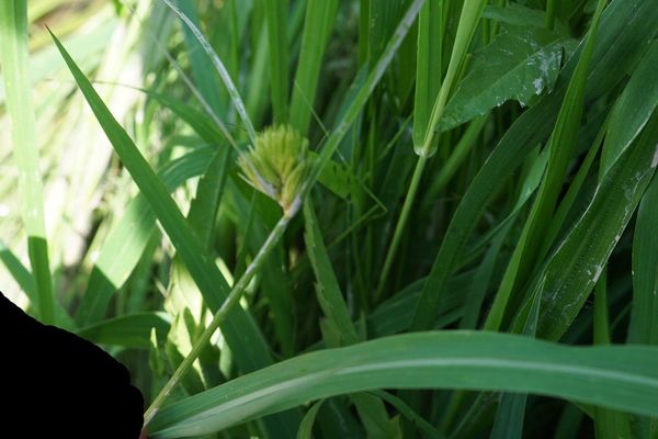 Bohemian sedge