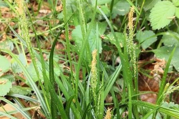 Carex brachystachys