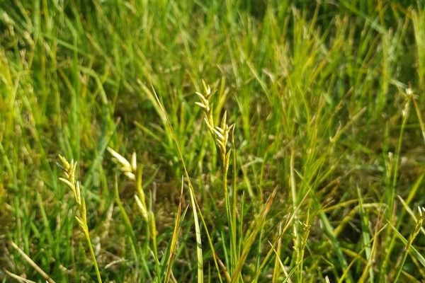 Alpine-grass