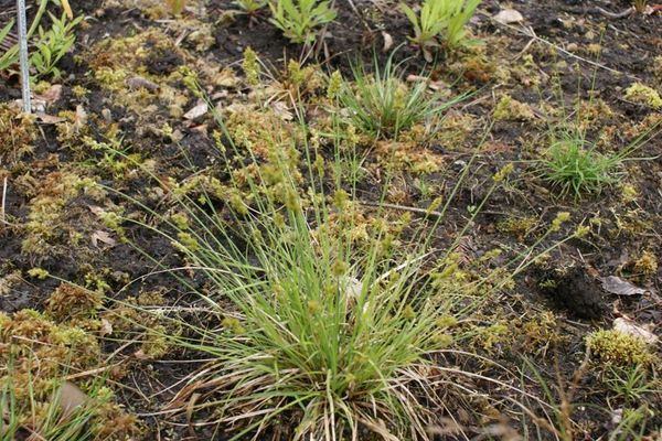 Alaska brownish sedge