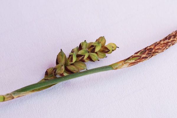 Silvery sedge