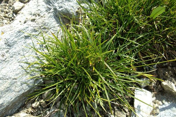 Hair sedge