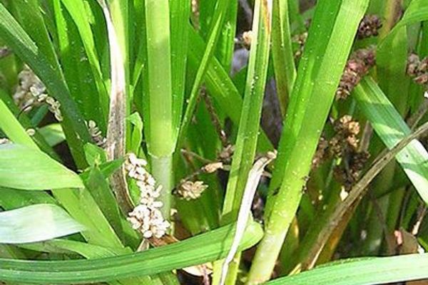 Oval-leaf sedge