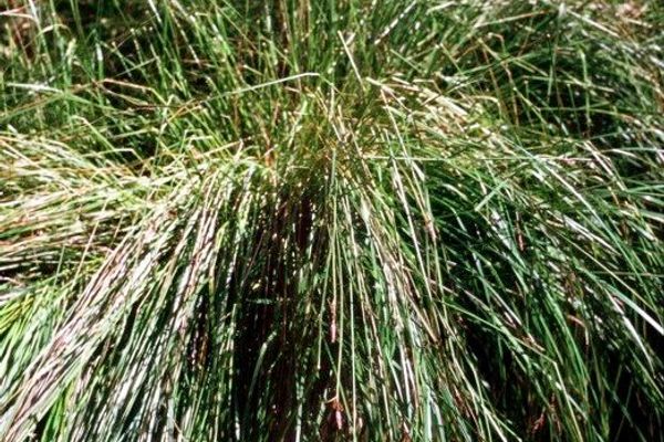 Carex cespitosa