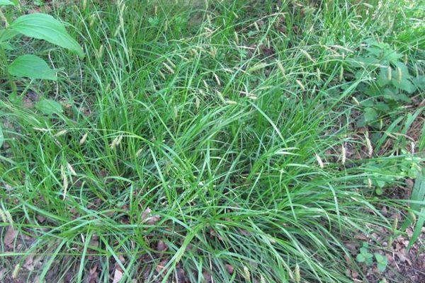 Cherokee sedge