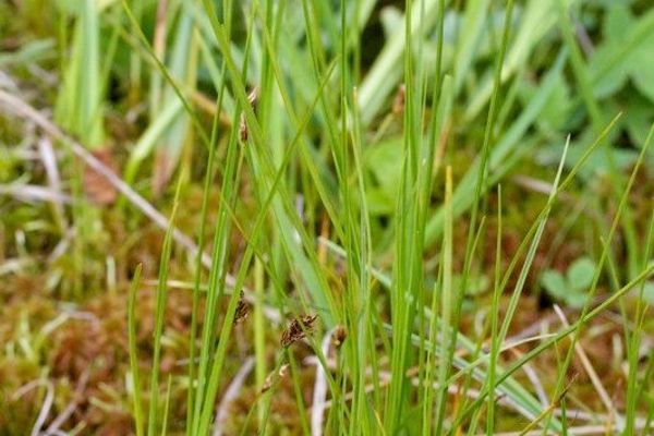 String sedge
