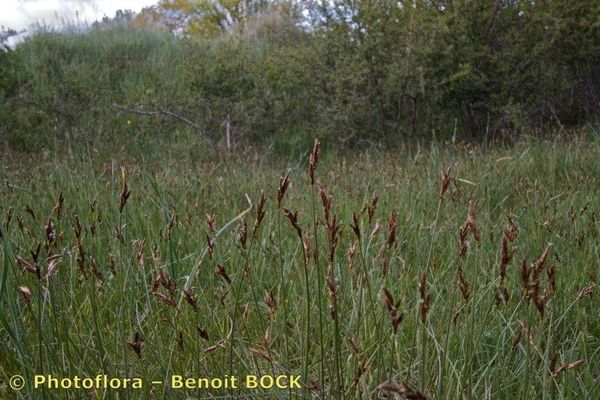 Carex colchica