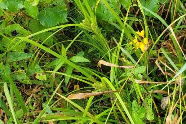 Longhair sedge