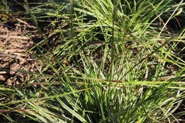 Carex conica