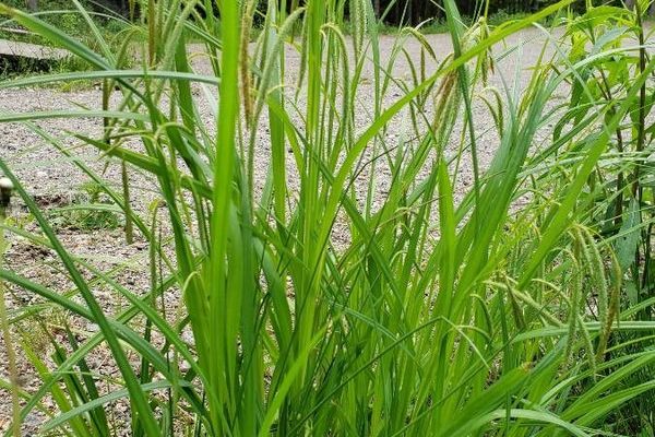 Fringed sedge