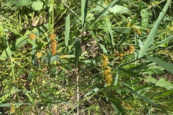 Carex cuprina