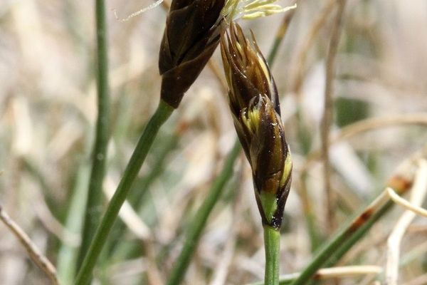 Alpine sedge