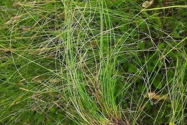 Davall's sedge