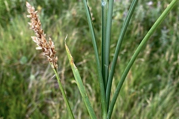 Lesser tussock sedge