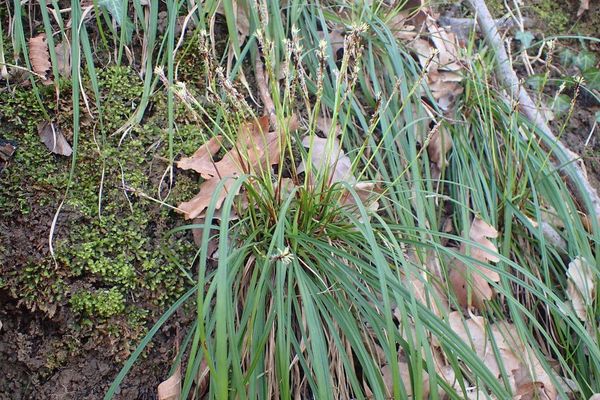Finger sedge
