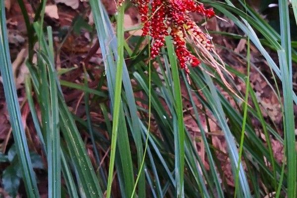 Carex dispalata
