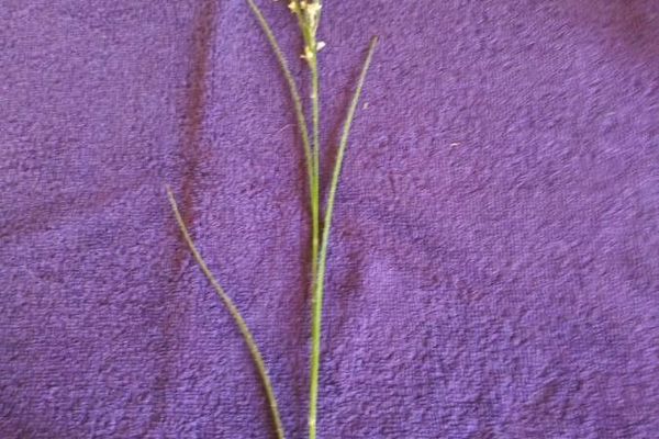 Softleaf sedge