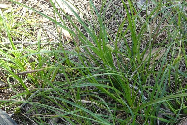 Carex distachya