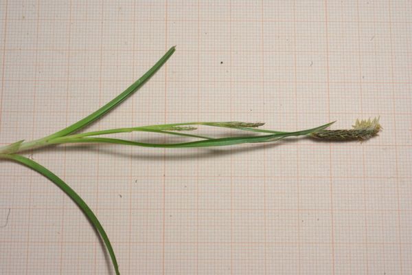 Distant sedge