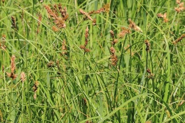 Tworank sedge
