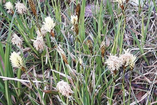Divided sedge