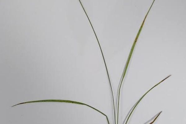 Grey sedge