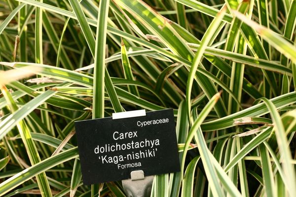 Carex dolichostachya