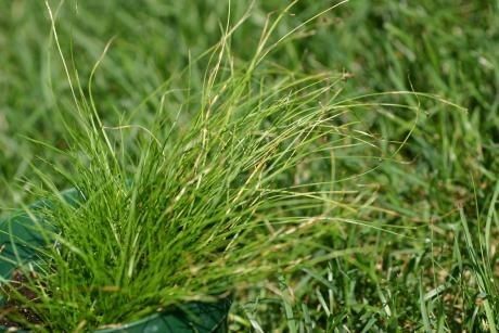 Bristleleaf sedge