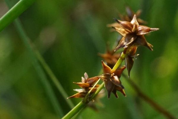 Star sedge