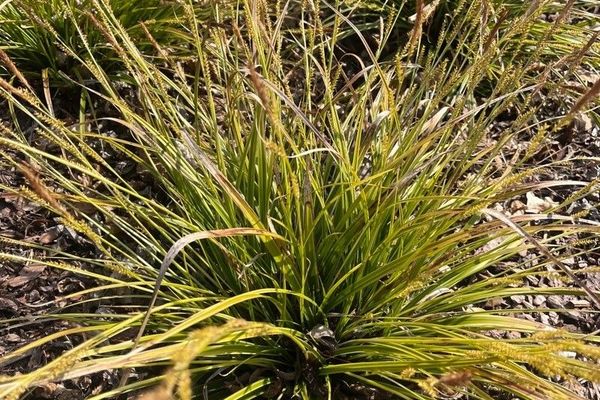 Tufted sedge