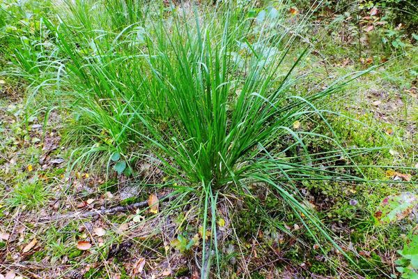 Elongated sedge